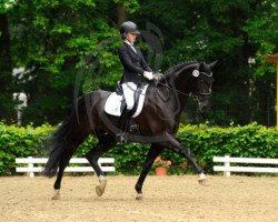 dressage horse Lamborghini (Rhinelander, 2010, from Lord Loxley I)