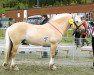 stallion Rånnson (Fjord Horse, 2002, from Rånn N.2659)