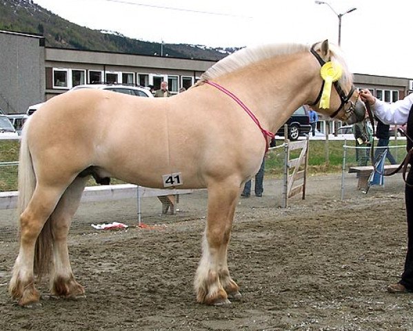 stallion Draggutt N-02-2525 (Fjord Horse, 2002, from Rånn N.2659)
