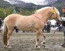 stallion Fløgstad Vonar (Fjord Horse, 2002, from Haukmann N.2765)