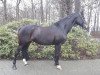 dressage horse Sinfonie B (Westphalian, 2006, from Sandro Hit)