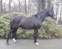 dressage horse Sinfonie B (Westphalian, 2006, from Sandro Hit)