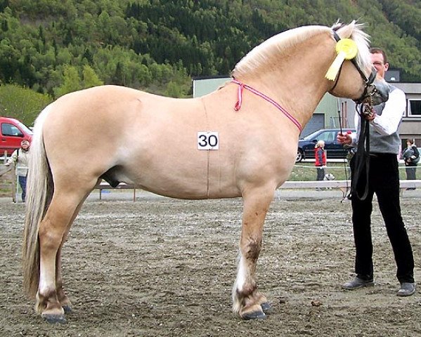 stallion Sofin N.2511 (Fjord Horse, 2002, from Knallfin N.2507)