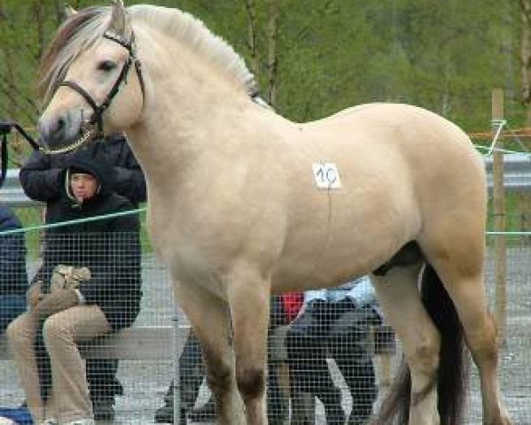 stallion Hermanto N.2711 (Fjord Horse, 2001, from Herman N.2707)