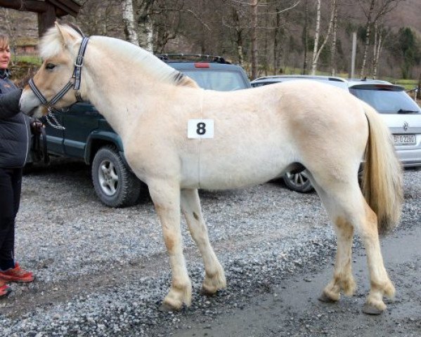 Pferd Alvar (Fjordpferd, 2017, von Herr Fin)