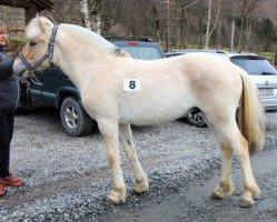 horse Alvar (Fjord Horse, 2017, from Herr Fin)