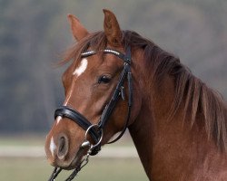 broodmare Chilli Queen (German Riding Pony, 2016, from Charivari)