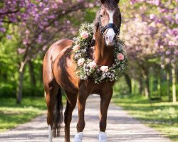 Dressurpferd Lucienne 37 (Deutsches Reitpony, 2013, von Coelenhage's Lordy)