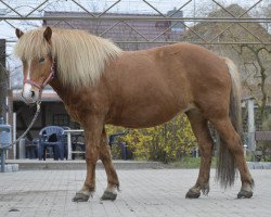 broodmare Lilja vom Laekurhof (Iceland Horse, 2009, from Hraunar vom Ruppiner Hof)