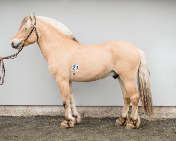 stallion Bjørkely Prinsen (Fjord Horse, 2015, from Lauvprinsen)