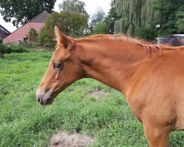 dressage horse Marc Damon (Oldenburg, 2019, from DSP Marc Cain)