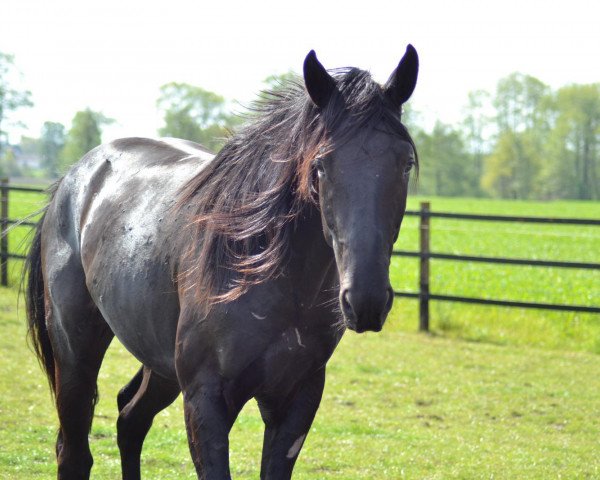 dressage horse Faelo (Oldenburg, 2017, from Florenz 71)