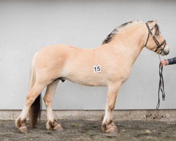 horse Helgprins (Fjord Horse, 2015, from Kamillas Tord)