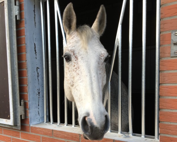 broodmare Arielle I (Holsteiner, 2008, from Hermes d'Authieux AA)