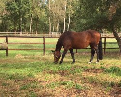 broodmare Lady Gaga (Hanoverian, 2009, from Lord Pezi)