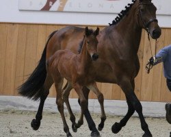 broodmare Britt (Westphalian, 2011, from Balous Bellini)