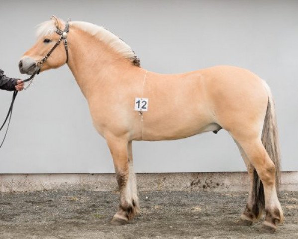 stallion Roslands Dalar (Fjord Horse, 2015, from Dalargutt N.2595)