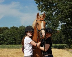 dressage horse Silverado 47 (German Riding Pony, 2007, from Der Harlekin B)