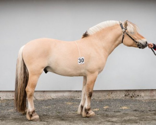 stallion Høgset Supermann (Fjord Horse, 2015, from Sofin N.2511)