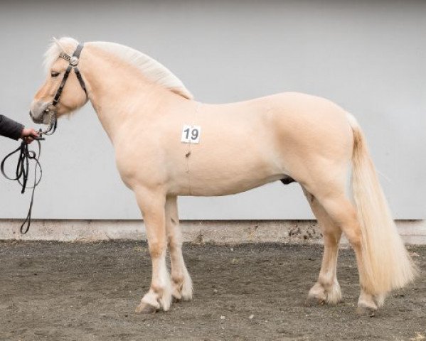stallion Nansen N.2316 (Fjord Horse, 2015, from Kneist N.2669)