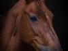 dressage horse Florenzia 16 (Oldenburg, 2004, from Florencio I)