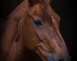 dressage horse Florenzia 16 (Oldenburg, 2004, from Florencio I)