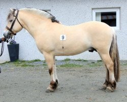 stallion Blikra Admiral Doffen (Fjord Horse, 2014, from Reimar N.2003)