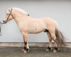 stallion Birkelid Nimo (Fjord Horse, 2014, from Ninjar D.773)