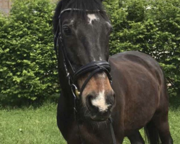 dressage horse Frenci (unknown,  )