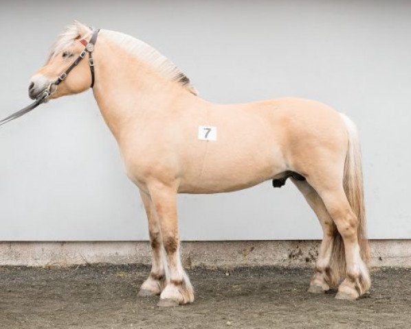 stallion Herlig (Fjord Horse, 2014, from Kornvin Freidig N.2665)