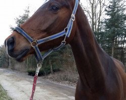 jumper Caramelo (Holsteiner, 2012, from Constantin 78)