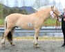 stallion Højgaards Nicko (Fjord Horse, 2013, from Fløgstad Odin)