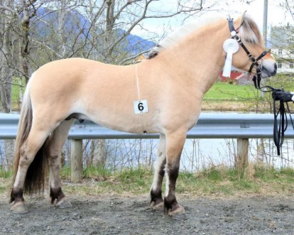 stallion Birkelid Tullen (Fjord Horse, 2014, from Kornvin Freidig N.2665)