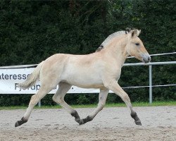 Pferd Kima (Fjordpferd, 2021, von Ilvano)