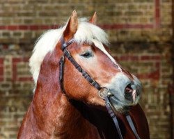 stallion Nimbus (Rhenish-German Cold-Blood, 2007, from Nelson)