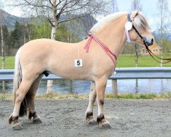 stallion Heggnes Balder (Fjord Horse, 2014, from Fløgstad Odin)