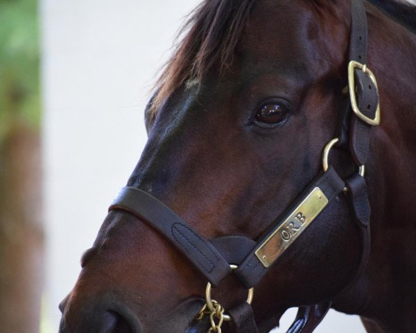 stallion Orb xx (Thoroughbred, 2010, from Malibu Moon xx)