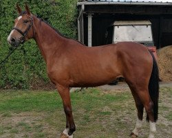 jumper Grandezza 207 (German Sport Horse, 2016, from Grandorado TN)