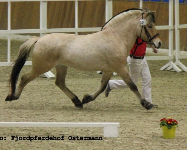 stallion Kilius (Fjord Horse, 2010, from Kilian)
