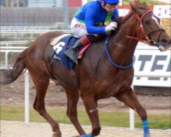 stallion Present Perfect (Thoroughbred, 2009, from E Dubai xx)