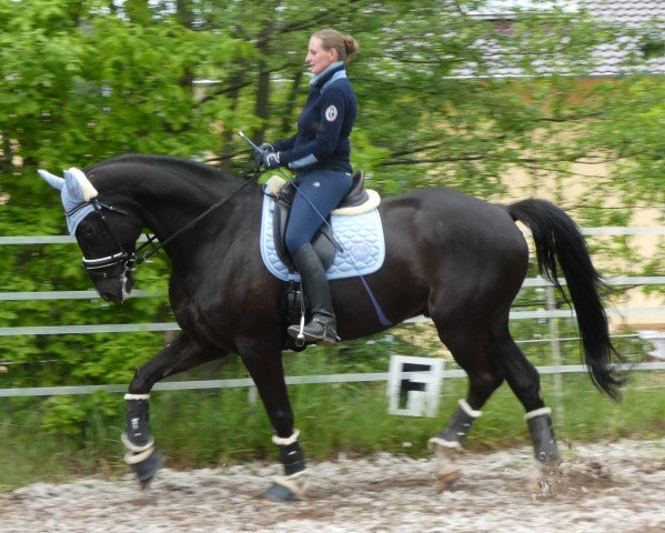 jumper Rubiniho (Oldenburg, 2007, from Rouletto)
