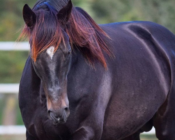 stallion After Market xx (Thoroughbred, 2003, from Storm Cat xx)