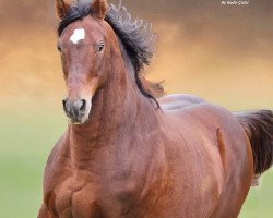 broodmare Daijin xx (Thoroughbred, 1992, from Deputy Minister xx)