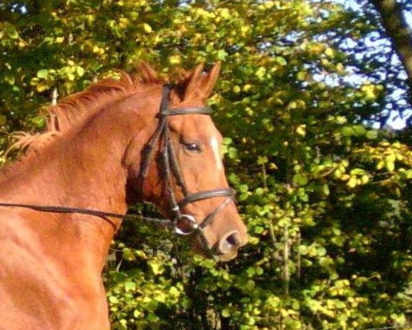 broodmare Patria VII (Trakehner, 2000, from Friedensfürst)