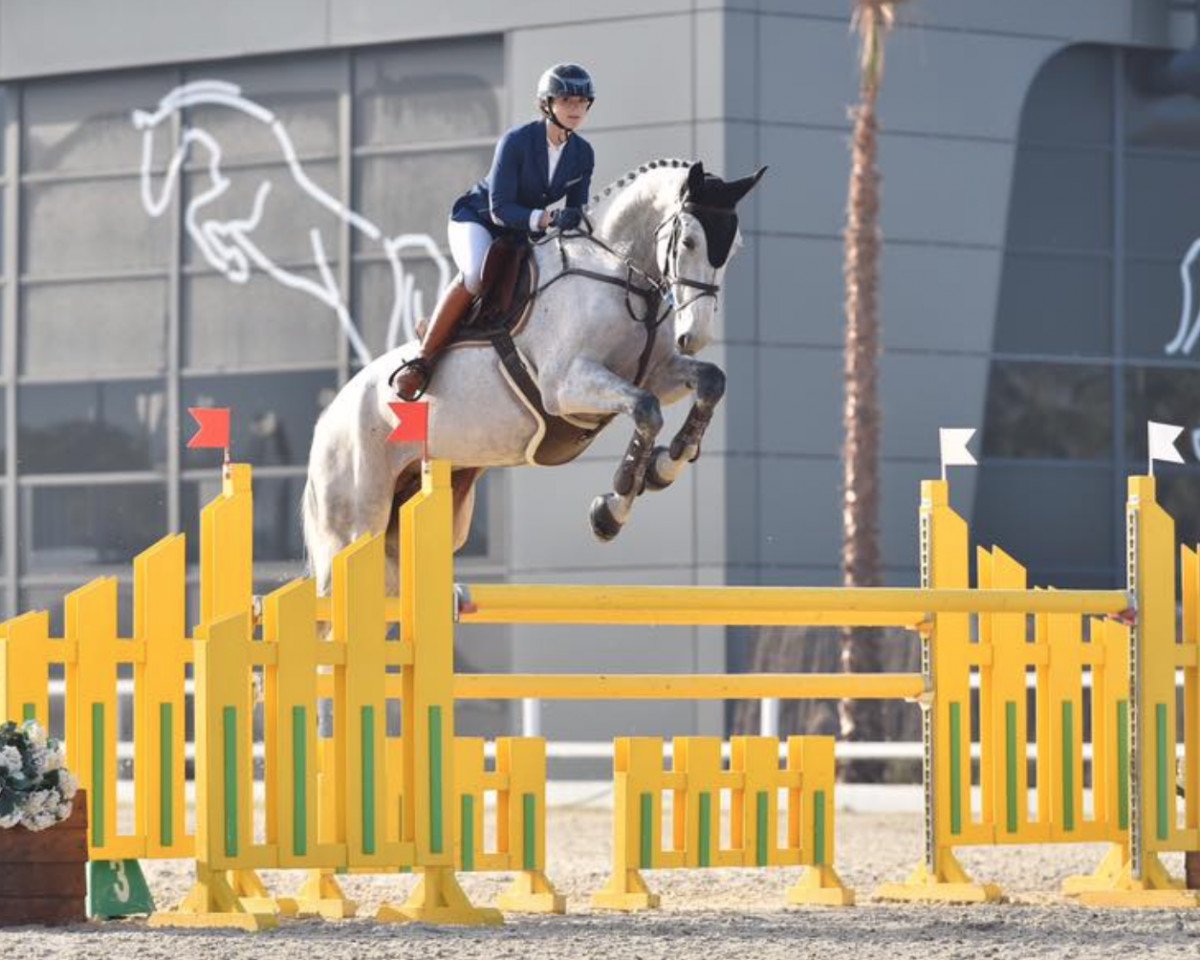 jumper Straight Flush (Hanoverian, 2007, from Stakkato)