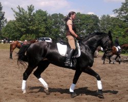 broodmare Enya 33 (Westphalian, 2005, from Ehrenpreis)