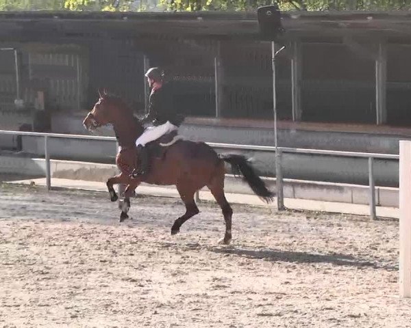 Frühjahrs-Reitturnier Ingolstadt-Hagau 2016