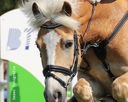 dressage horse Nino (Haflinger Mix, 2010)