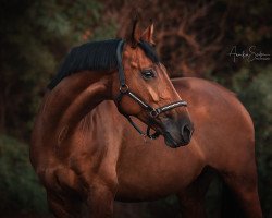 Springpferd Equitherapie-Lacroix's Charlot (Württemberger, 2009, von Clintord)