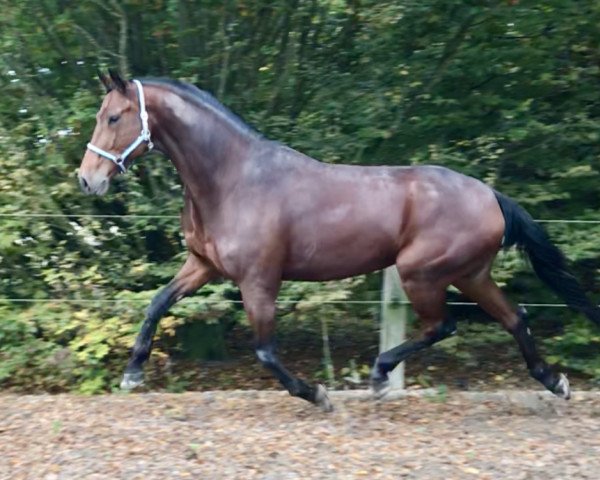 Dressurpferd Balisto 57 (Deutsches Sportpferd, 2014, von Barroso)